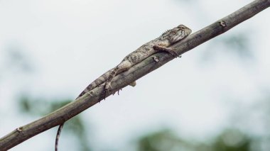 Doğulu bahçe kertenkelesi, kalotes Emma alticristata, tropikal bir ormanda bir dalda dinleniyor, doğal ortamının huzurunun tadını çıkarıyor.