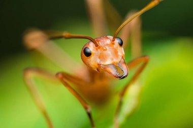 Geniş yeşil bir yaprağın üzerine tünemiş canlı kırmızı bir karınca yakalamak, yumuşak, bulanık yeşil bir arka planla karmaşık çene kısımlarını vurgulamak, ayrıntıları geliştirmek.