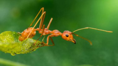 Weaver Karınca, canlı yeşil bir yaprak üzerinde dikkatlice ilerliyor. Vücudunun karmaşık detaylarını ve yağmur ormanı ortamının güzelliğini gözler önüne seriyor.