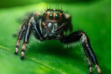 Canlı yeşil bir yaprağın üzerine tünemiş zıplayan bir örümceğin aşırı yakın çekimi tüylü bacaklarının ve çarpıcı gözlerinin detaylarını ortaya çıkararak doğadaki büyüleyici varlığını vurguluyor.
