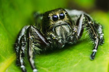 Zıplayan bir örümceğin rahat bir şekilde dinlendiği, karmaşık detaylarını vurguladığı, büyük büyüleyici gözleri ve çarpıcı berraklıkta kıllı bacakları olan canlı yeşil bir yaprağın aşırı yakın çekimi.