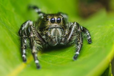 Canlı yeşil bir yaprağın üzerinde dinlenen zıplayan bir örümceği yakalamak, karmaşık detaylar, büyük büyüleyici gözler ve kıllı bacaklar, doğanın güzelliğini gözler önüne seriyor.