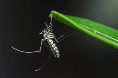 Canlı yeşil bir yaprağın üzerinde dinlenen Asyalı bir kaplan sivrisineğinin aşırı yakın çekimi siyah ve beyaz çizgili desenini koyu bir arka planda gösteriyor.