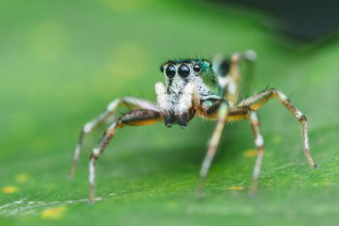 Canlı yeşil yaprağın üzerinde duran renkli ve zıplayan örümceğin yakın çekimi, doğanın küçük yaratıklarının güzelliğini ve mucizesini yakalayarak, vücudunun ve büyük gözlerinin detaylarını gözler önüne seriyor.