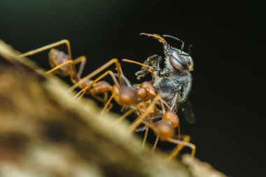 Ağaç dalı boyunca iğnesiz arı taşıyan dokumacı karıncaların yakın görüntüsü, ormanın canlı ekosistemindeki olağanüstü ekip çalışmalarını ve güçlerini vurguluyor.