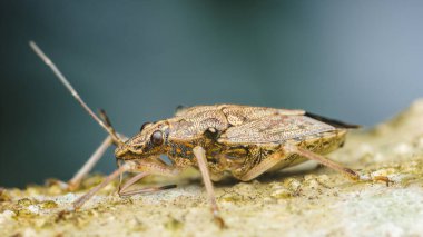Yakın plan makro fotoğraf, bir koku böceğinin dokulu bir kaya yüzeyini, karmaşık detaylarını ve bulanık bir arka plana vurgulanmış hassas antenini gösteriyor.