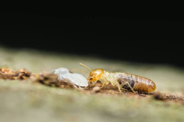 Yakından çekilen makro çekim karıncaları yakalıyor ve bir tahta parçasıyla sürünüyor ve besleniyor, onların yıkıcı davranışlarını ve çevredeki doğal çevreye olan etkilerini vurguluyor.