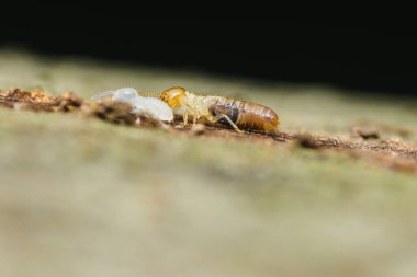 Tahta yüzeyde larvayı özenle taşıyan bir termit işçisinin yakın plan görüntüsü kolonideki karmaşık sosyal davranışları ve temel rolü gözler önüne seriyor.