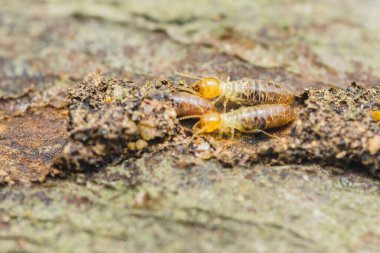 Çalışan termitlerin çürüyen odunları etkin bir şekilde tükettiği yakın plan görüntüsü, bu böceklerin evler üzerinde yaratabileceği yıkıcı etkiyi ve önemli yapısal hasar potansiyelini vurguluyor.