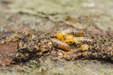 Yakın çekim makro çekim termitleri yakalıyor çürüyen odunları aktif olarak tüketiyor, evlerde önemli yapısal hasara yol açıyor ve acil böcek kontrol önlemlerine duyulan ihtiyacı vurguluyor