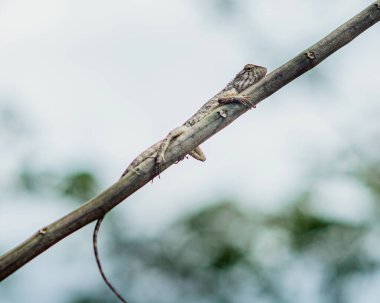 Küçük gri kertenkele tropik bir ormandaki ince bir ağacın dalında dinleniyor, güneşin sıcaklığının tadını çıkarıyor ve çevreyi gözlemliyor.