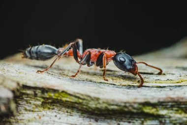 Doğal bir orman ortamında ağaç dalında sürünen canlı bir kırmızı ahşap karıncayı yakından görmek, bu büyüleyici böceğin anatomik detaylarını ve çarpıcı renklerini vurgular.