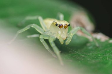 Canlı yeşil bir yaprağın üzerinde duran küçük yeşil zıplayan örümceğin aşırı yakın çekimi, karmaşık detaylarını ve doğal ortamında büyüleyici varlığını gözler önüne seriyor.