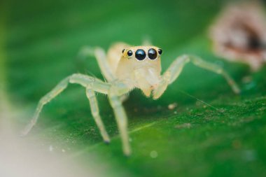 Küçük sarı zıplayan örümcek canlı yeşil bir yaprağın üzerinde duruyor. Karmaşık detaylarını ve büyük, büyüleyici gözlerini bir makro yakın plan içinde sergiliyor.