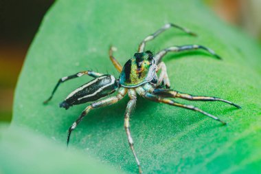 Metalik yeşil ve siyah çizgili bacakları yeşil bir yaprağın üzerinde dinlenen zıplayan örümcek bu küçük yaratığın doğal ortamındaki güzelliğini ve detaylarını gözler önüne seriyor.