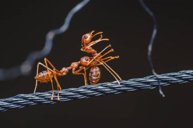 İki dokumacı karınca, siyah bir ip boyunca bir pupa taşıyor. Bu da, yağmur ormanlarının ekosistemi içindeki olağanüstü ekip çalışmalarını ve güçlerini gösteriyor.