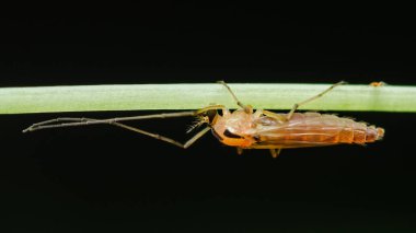 Isırmayan bir midge (chironomidae) içeren yakın çekim makro fotoğraf, canlı yeşil bir çim bıçağın üzerinde koyu bir arka plana karşı nazikçe tünemiştir.