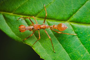 Turuncu kerengga karınca benzeri kazak örümceği canlı yeşil bir yaprağın üzerinde dikilirken dokumacı bir karıncayı taklit ediyor ve doğa üzerindeki dikkat çekici kamuflajını ve yırtıcı davranışlarını sergiliyor.