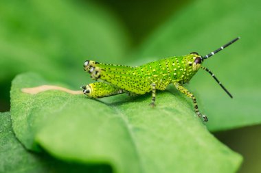 Canlı yeşil çekirge bir yaprağın üzerinde dinleniyor, karmaşık detayları vurguluyor ve hayatın ve renklerin olduğu yakın plan bir görüntüde doğanın çarpıcı güzelliğini sergiliyor.
