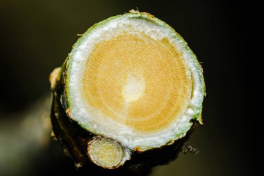 Yakın çekim makro fotoğraf kesilen bir dalın karmaşık iç yapısını ortaya çıkarıyor, xylem, phloem, cambium ve kabuk katmanlarını vurguluyor