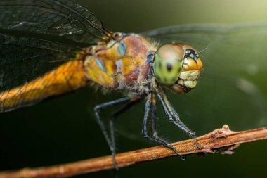 Dal üzerinde dinlenen bir yusufçuk sineğinin yakın çekimi. Karmaşık bileşik gözlerini, şeffaf kanatlarını ve bulanık yeşil bir zemine karşı dikenli bacaklarını sergiliyor.