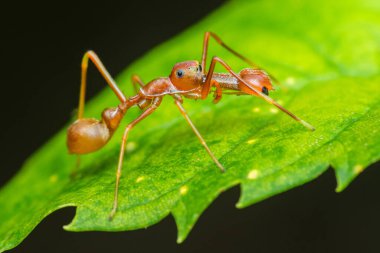 Kerengga karınca benzeri kazak örümceği, tropik bir ormanda canlı yeşil bir yaprak üzerinde avlanırken kendisini yırtıcılardan korumak için dokumacı kırmızı karıncayı taklit ediyor.