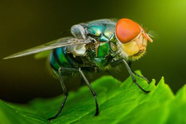 Yanardöner yeşil ve mavi gövdeli, turuncu gözlü, canlı yeşil bir yaprağın üzerine tünemiş renkli bir sineğin aşırı yakın çekimi karmaşık anatomik detayları vurguluyor.