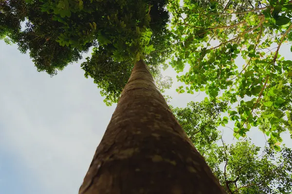 Güneş ışığı, parlak yeşil gölgelikten süzülür gökyüzüne doğru uzanan heybetli bir ağacın gövdesi doğanın ihtişamını nefes kesen bir manzara yaratır.