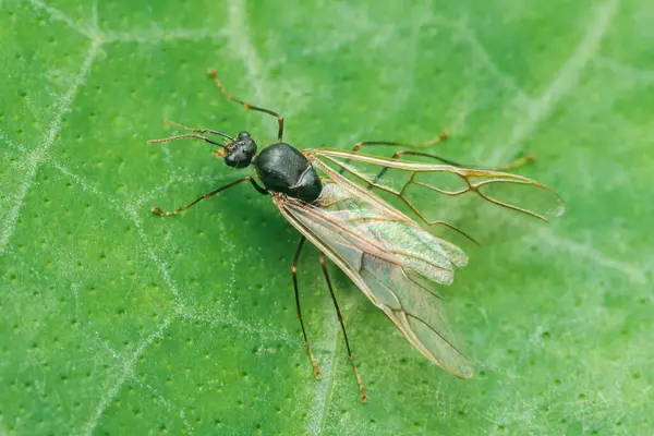 Kanatlı karınca canlı yeşil bir yaprağa tünemiş hassas, şeffaf kanatlarını sergiliyor, doğanın karmaşık ayrıntılarının büyüleyici bir tezatını oluşturuyor.