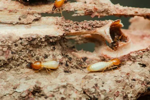İşçi ve asker termitlerin yakın plan görüntüsü bir tahta parçasına aktif olarak zarar veriyor, bu haşerelerin yıkıcı doğasını ve haşere kontrol önlemlerinin önemini vurguluyor.