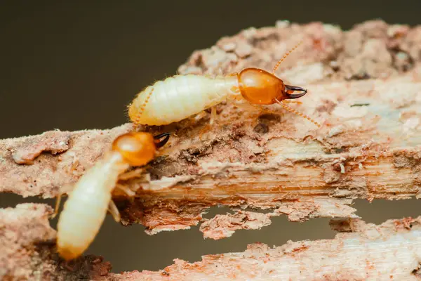 Çürüyen bir tahta parçasıyla beslenen işçi termitlerin yakın çekim makro görüntüsü bu böceklerin yıkıcı doğasını ve ahşap yapılara verdikleri zararı vurguluyor.