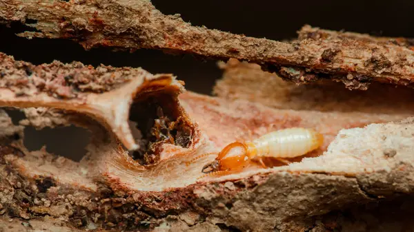 Yakından çekilen makro çekim, bir termit işçisinin etkin bir şekilde odun yiyerek ve zarar vererek bu istilacı böceklerin yapılar ve mobilyalar üzerindeki yıkıcı etkisini vurguluyor.