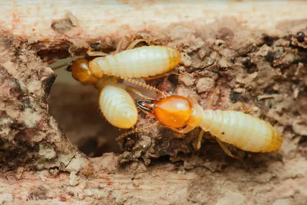 İşçi ve asker termitlerin yakın çekimleri tahtadan geçerek bu böceklerin yıkıcı doğasını ve evlere oluşturdukları tehdidi vurguluyor.