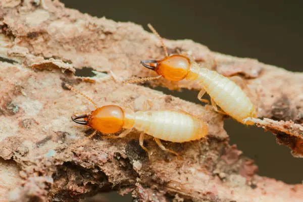 Çürüyen bir tahta parçasıyla beslenen termitlerin yakın çekim makro görüntüsü bu böceklerin yıkıcı doğasını ve böcek kontrolünün önemini vurguluyor.
