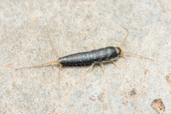 Kalıplı bir taş yüzeyde dinlenen gümüş balığının detaylı görüntüsü uzamış gövdesini ve uzun antenini gösteriyor. Genellikle nemli ortamlarda bulunur ve kağıt hasarlarıyla bilinir.