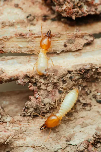 İşçi termitlerin yakın çekimleri aktif olarak ahşap yapıyı tüketiyor ve zarar veriyor. Bu haşerelerin yıkıcı doğasını ve hanelere oluşturdukları tehdidi vurguluyorlar.