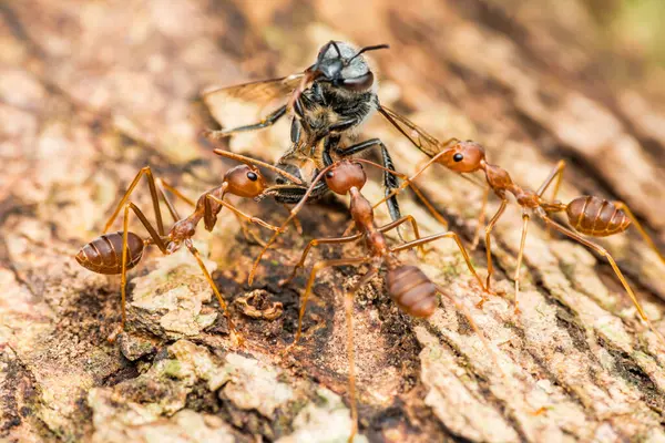 Weaver karıncaları ağaç kabuğu boyunca ölü bir arıyı taşımak için işbirliği yapıyorlar. Takım çalışması ve doğal ortamlarında karmaşık böcek davranışları sergiliyorlar.