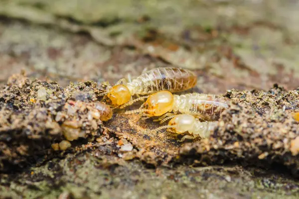 İşçi termitlerin çürüyen tahtalarla aktif olarak beslenmesi, evlere yapısal hasar vermesi ve ev sahiplerine ve mülkiyet bütünlüğüne önemli riskler getirmesi yakın plan görüntüsü