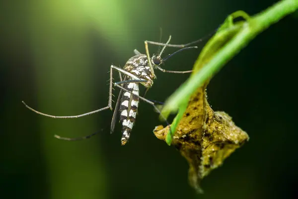 Asya kaplan sivrisineği, bilimsel olarak aedes albopictus olarak bilinir, canlı yeşil bir yaprağın üzerinde dinlenir, aşırı yakın planda belirgin siyah ve beyaz çizgiler sergiler.