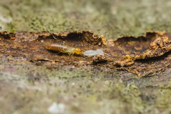 Çürüyen tahtalarla beslenen termitlerin yakın plan görüntüleri, ekosistem besin döngüsündeki rollerini vurguluyorlar ve ahşap yapılar için potansiyel tehdit oluşturuyorlar.