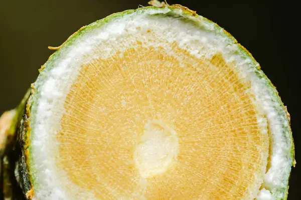 Yakın plan makro fotoğraf bir bitki dalının karmaşık iç yapısını ortaya çıkarıyor, xylem, phloem, cambium ve pith 'i gösteriyor, besin nakli ve büyümenin temel bileşenleri.