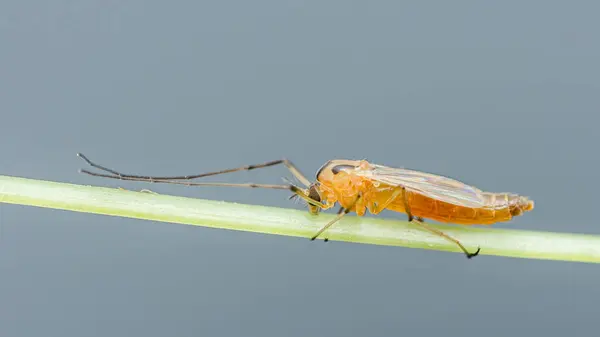 Isırmayan turuncu bir midge 'in yakın çekim makro görüntüsü, Chironomid olarak da bilinir, bulanık bir arkaplanda canlı yeşil bir dal üzerinde dinleniyor.