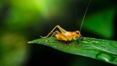 Canlı yeşil bir yaprağın üzerinde dinlenen sarı bir cırcır böceğinin yakın çekimi böceğin narin özelliklerini ve yemyeşil yağmur ormanlarını gözler önüne seriyor.