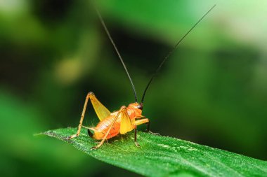 Canlı yeşil bir yaprağın üzerinde duran portakal renkli bir cırcır böceğinin yakın çekimi hassas antenlerini ve karmaşık ayrıntılarını gözler önüne seriyor.