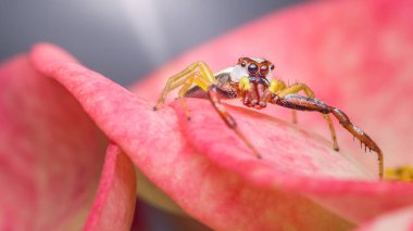 Renkli, zıplayan bir örümceğin yakın planında canlı pembe bir çiçek yaprağını keşfediyor.