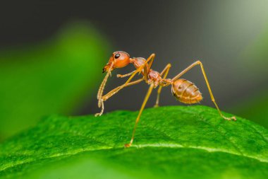 Dokumacı karınca, doğal ortamında canlı yeşil bir yaprak keşfederek doğanın minik yaratıklarının güzelliğini gözler önüne seriyor.
