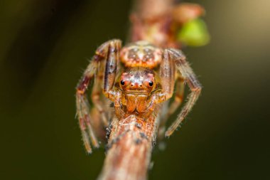 Bir dala tünemiş zıplayan bir örümceğin dişlerini ve çoklu gözlerini son derece yakın plan çekimleri.