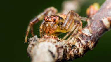 Bir dalda oturan zıplayan bir örümceğin aşırı yakın çekim makrografisi karmaşık ayrıntılarını ve canlı renklerini gözler önüne seriyor.