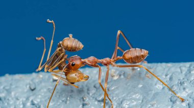 Mavi arka planda pupa ve yiyecek taşıyan dokumacı karıncaların makro yakın çekimi takım çalışmasını ve gücünü gösteriyor