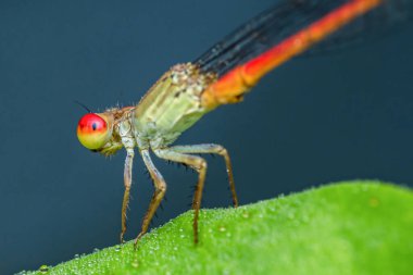 Kırmızı gözleri ve turuncu uçlu kanatları olan, çiyden öpülmüş yeşil bir yaprağa nazikçe tünemiş, bulanık bir arka planı olan bir kızböceğinin yakın çekimi.
